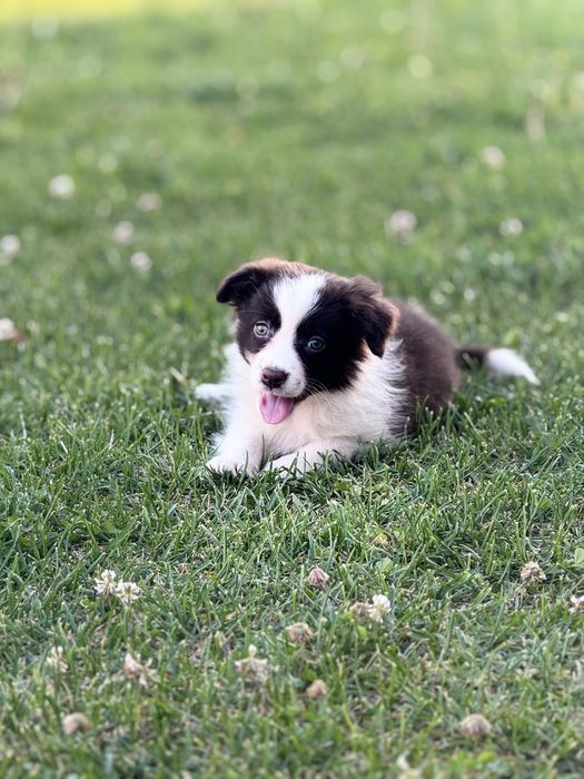 Szczeniaczek  Śliczna Suczka Border Collie Czekoladka