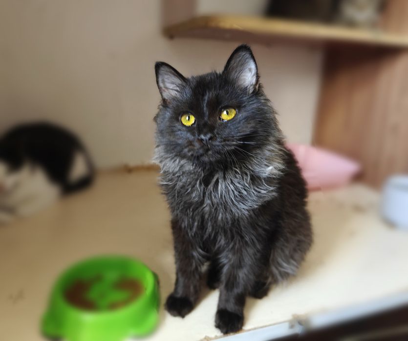 Чудовий Кай шукає родину.Кошеня.6 міс.. Стерилізований.Кіт