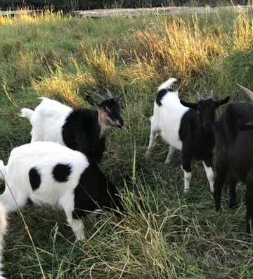 Продам молодих кітних кізочок  1 рік