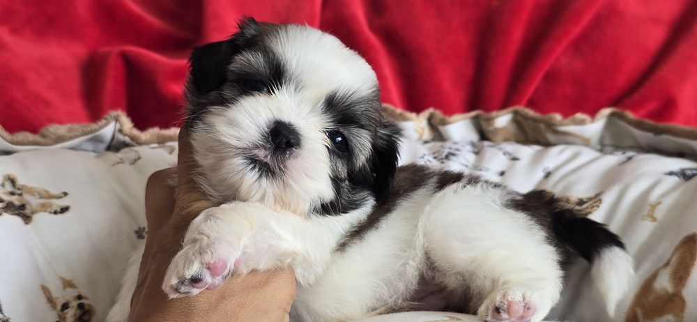 Shih tzu szczeniaczek