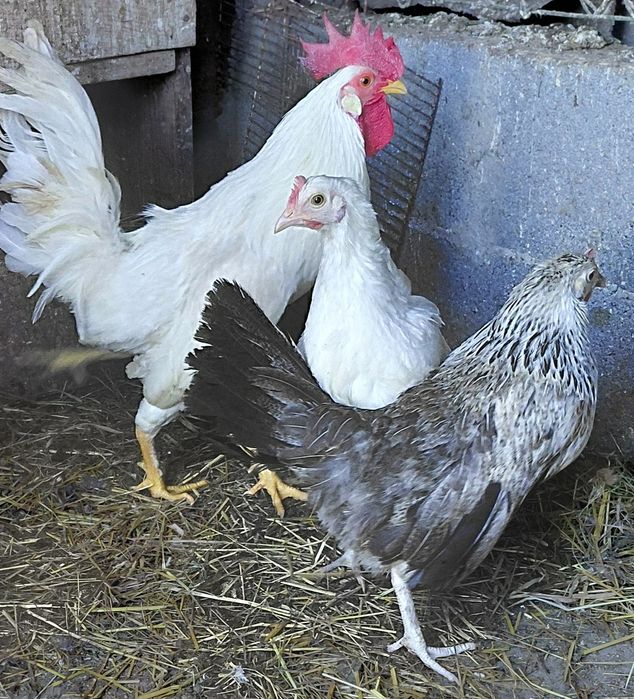 Um macho garnizo e duas femeas de garnizas