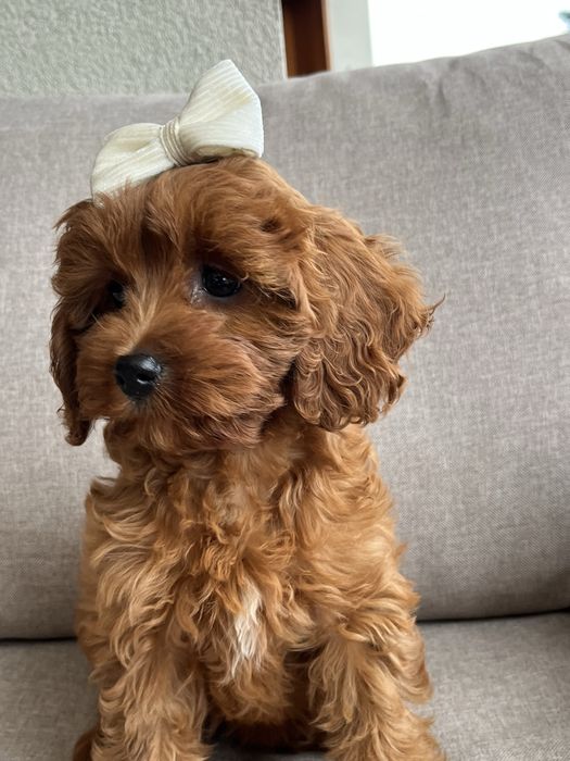 Cudowna suczka cavapoo gotowa do odbioru