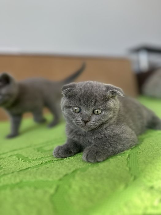 Британська висловуха , блю поінт ,