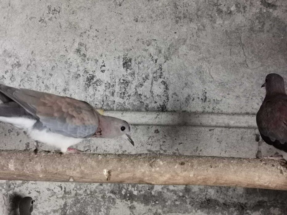 Rolas Senegal varias unidades