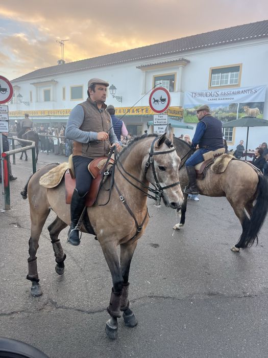 Cavalo lusitano 1,63m