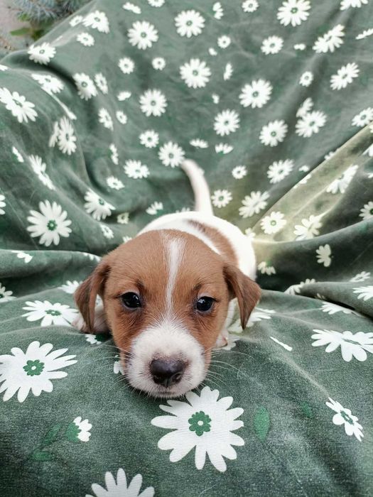 Wzorcowa suczka Jack Russell terrier rodzice rodowód międzynarodowy FCI