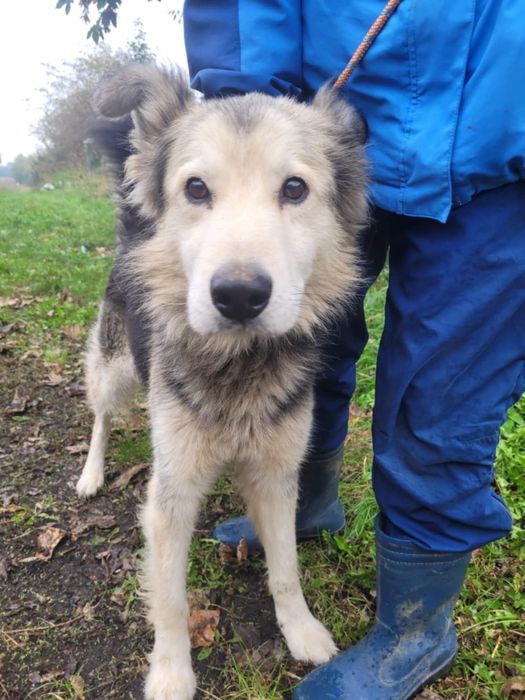 FOREST poczciwy miś o wielkim sercu