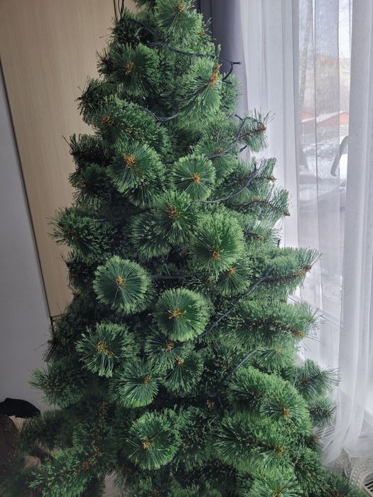 Продам сосну 2 метри висота