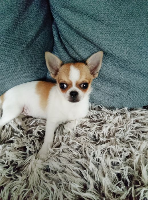 Piesek chihuahua