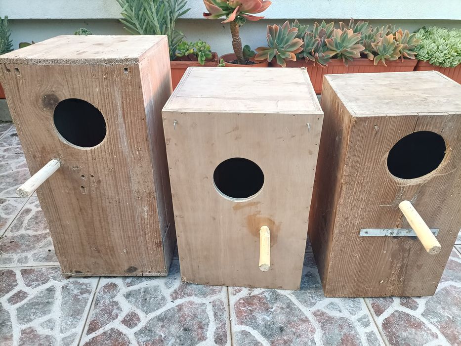Tenho 3 Ninhos de Ring Necks para cedência