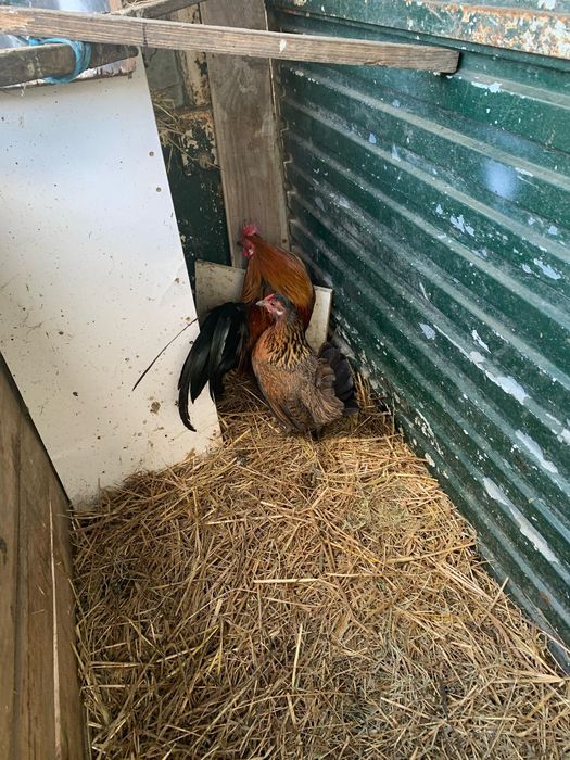 Vendo casal de garnizos