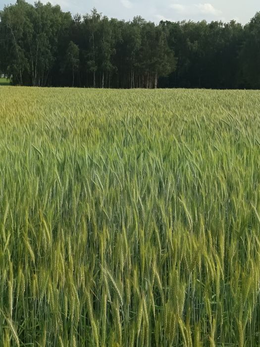 Pszenżyto na sprzedaż