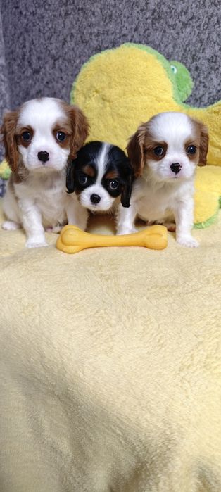 Мальчики кавалер кинг чарльз спаниель