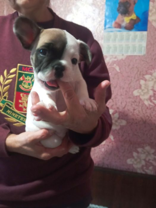 Продам цуценят французького бульдога