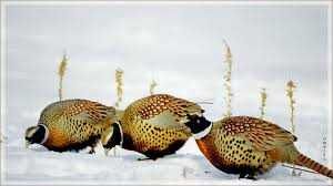 Ловушка для фазанів