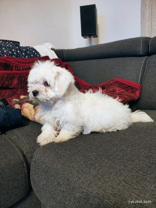 Maltańczyk piesek ostatni