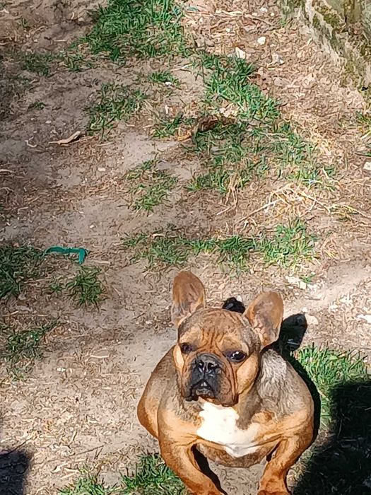 Buldog francuski suczka
