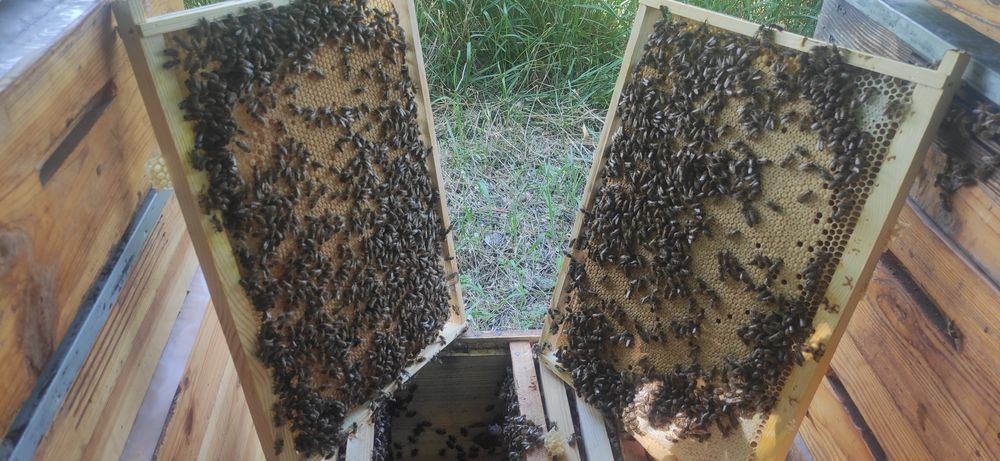 Продажа пчелопакеты