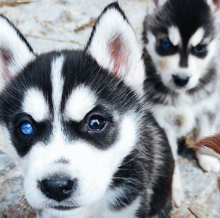 Сибірський хаскі - цуценята