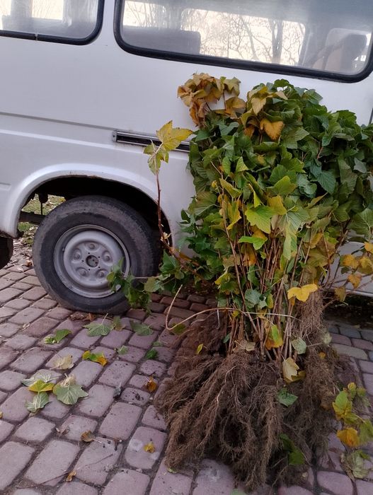 Sadzonki Porzeczka  czarna Agrest Biały czerwony