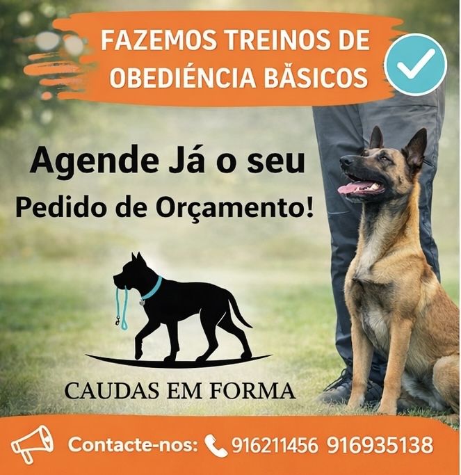 Treino de obediencia basica  pet sitting e dog walking