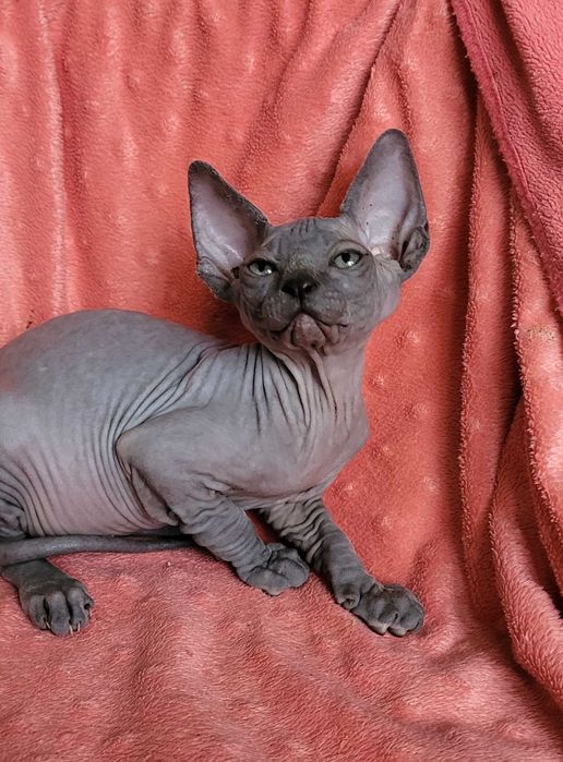 Шикарная девочка  канадская 2 месяца