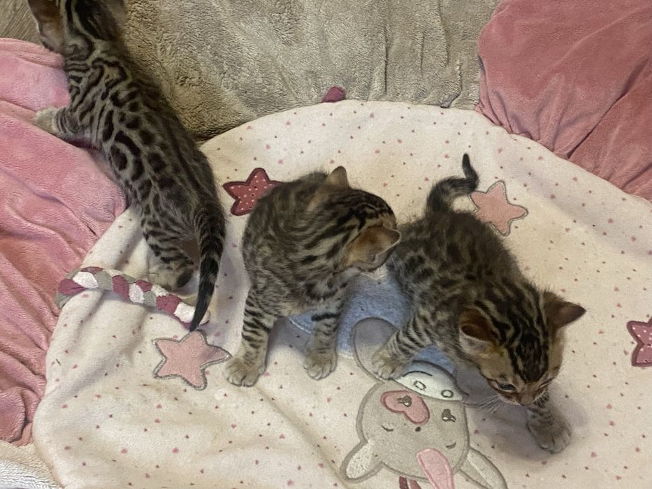 Малятка Бенгали котики
