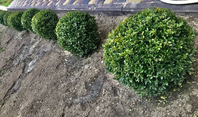 Самшит кулястий 30-40 см | вічнозелений декоративний кущ | Buxus