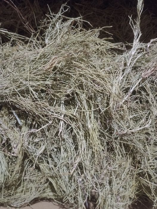 Skrzyp polny ziele całe 3l