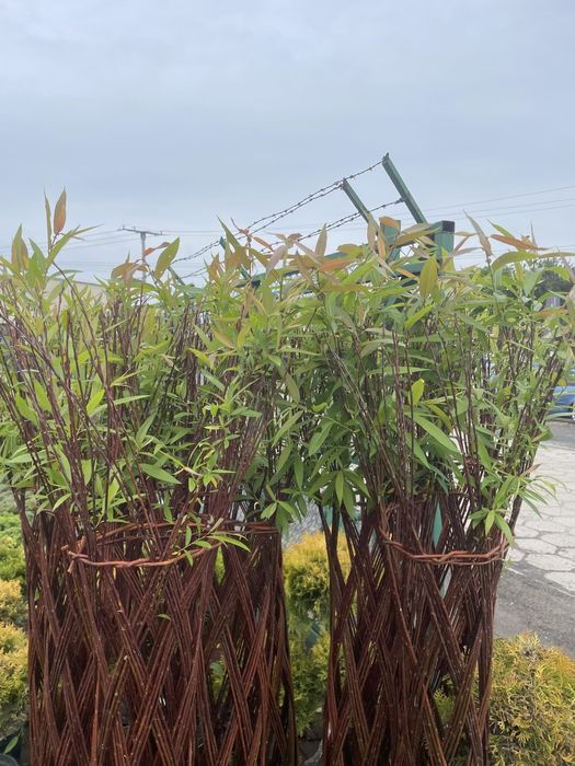 Sprzedam wierzby plecione wysokość 160 cm.  Cena 90 zl