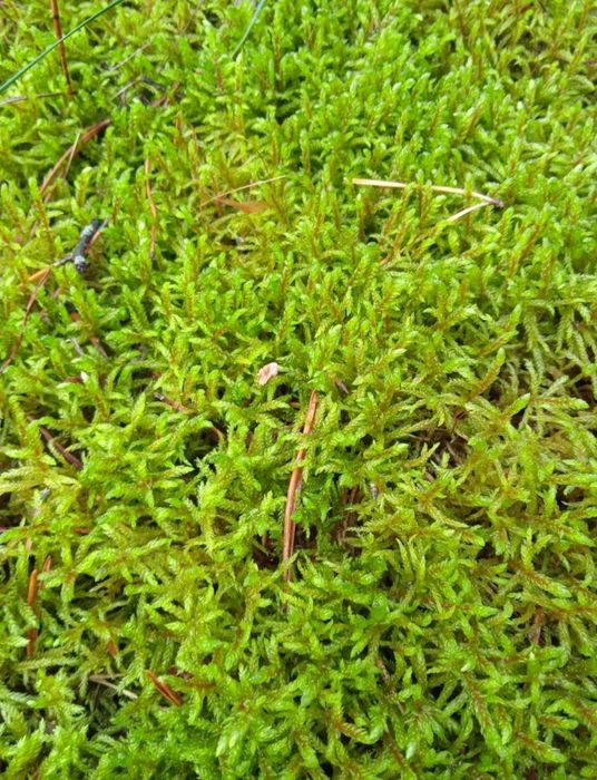 Лісовий мох живий. Кочковий.Ягель