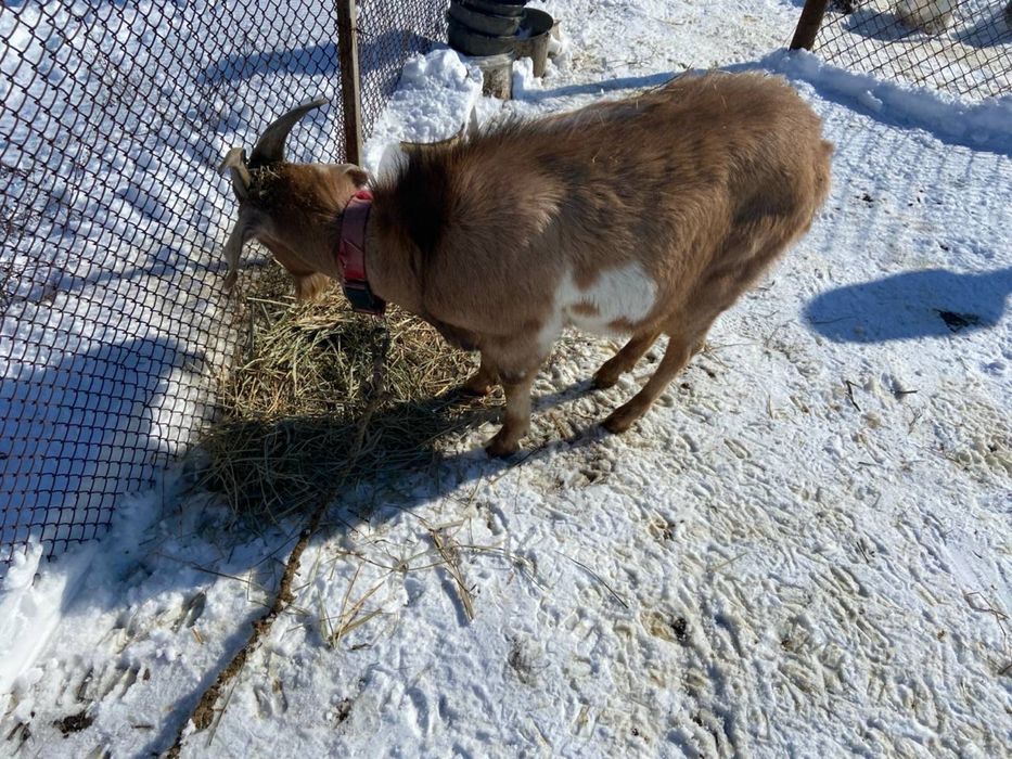 Продам козликов, срочно