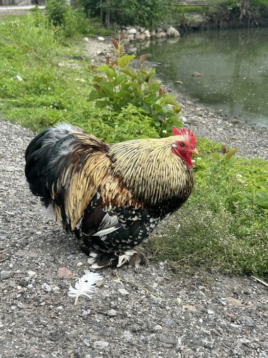 Kogut kochin kogutek