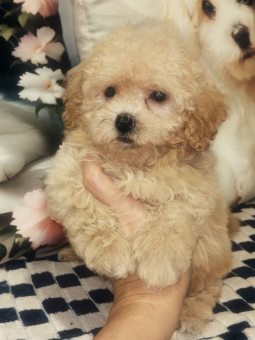 Mała suczka Maltipoo