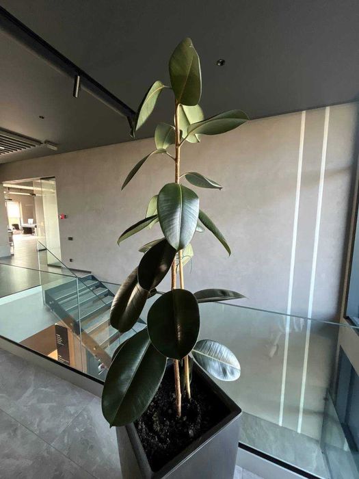 Фікус каучуковий 1.5м 2 шт в наявності