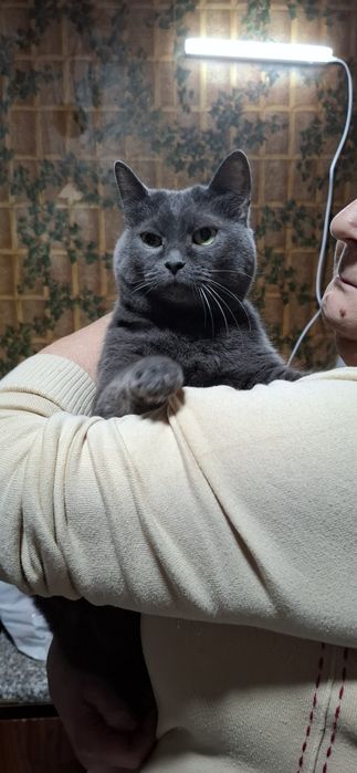 Шукає дім неймовірна красунечка. Британка