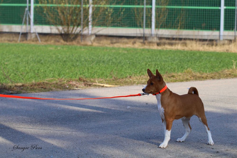 Piękna Suczka Basenji