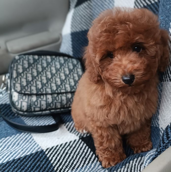 Той і карликовий пудель в наявності.