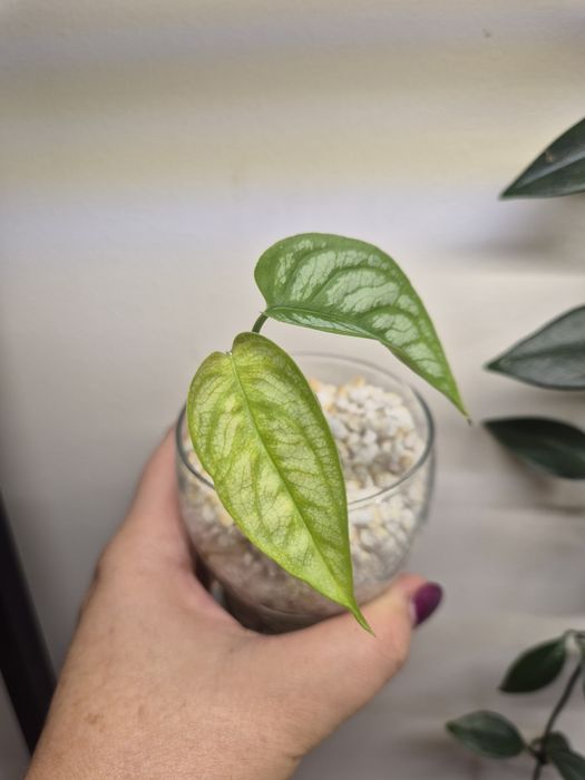 Monstera Siltepecana El Salvador
