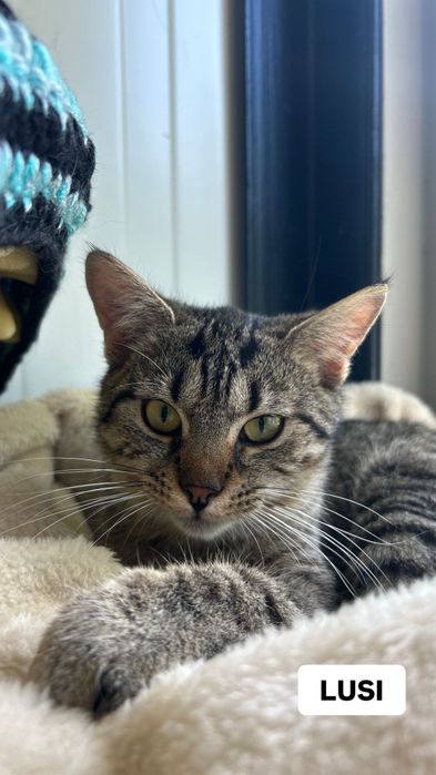 Urocza koteczka do adopcji