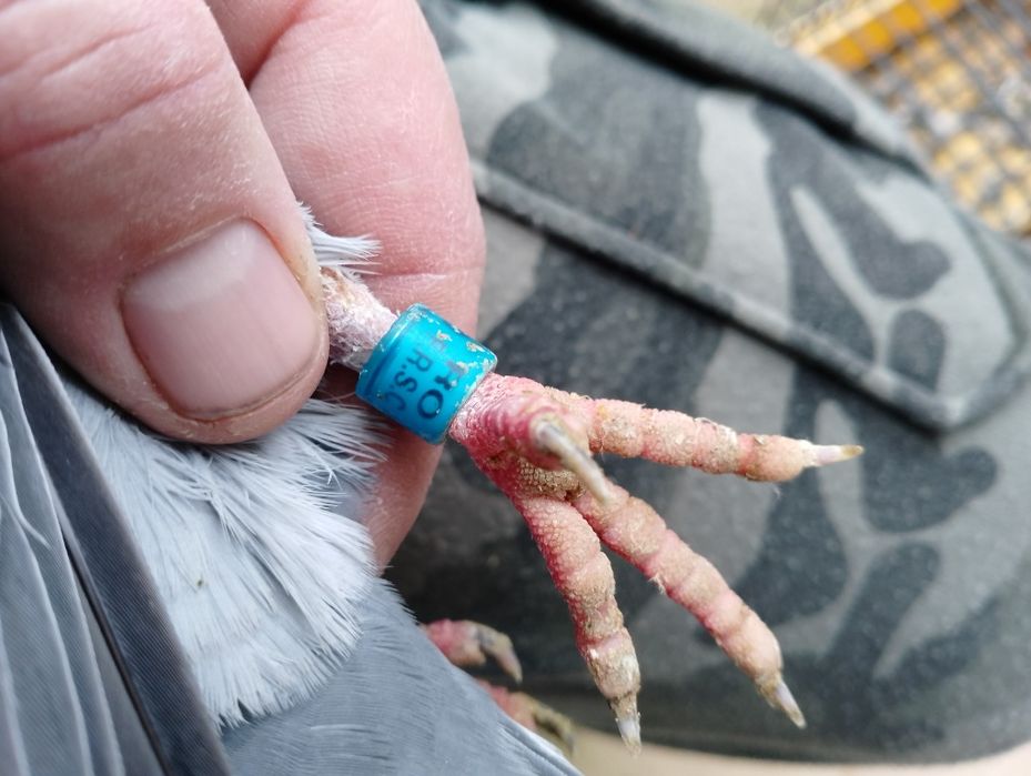 Gołębie pocztowe RO