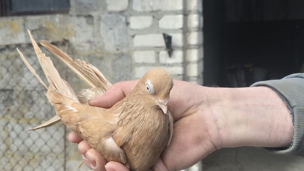 Sprzedam Samice żółta