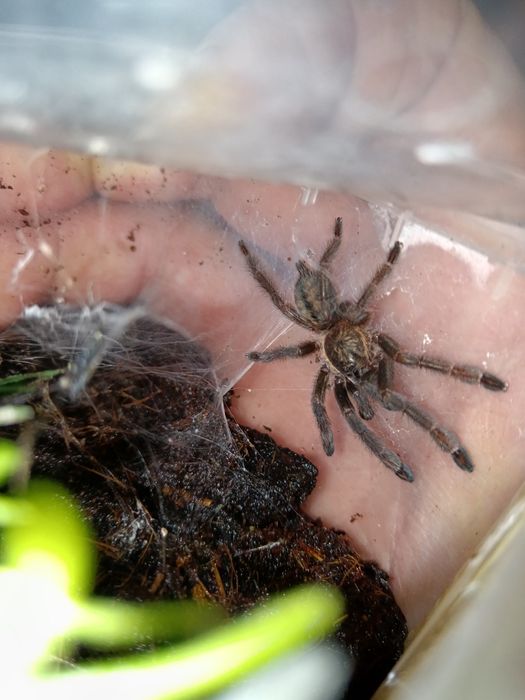 Psalmopeus cambridgei