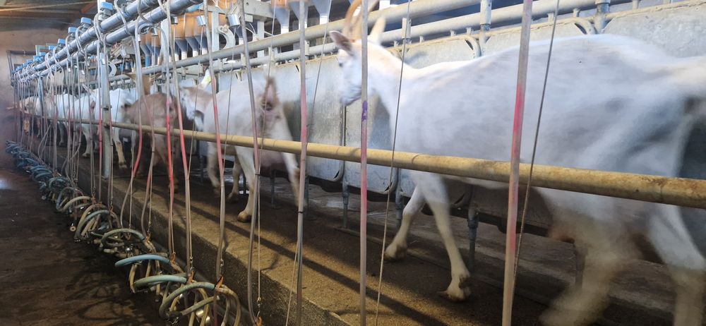 Sala de ordenha cabras ovelhas Fullwood 36 pontos