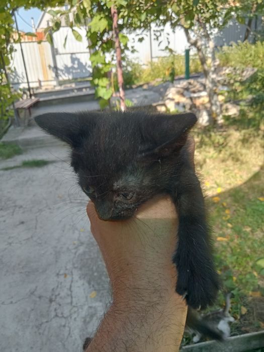 Отдам в хорошие руки котят