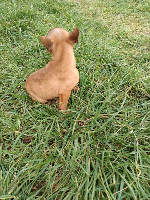 Bulldog francês menina/ menino