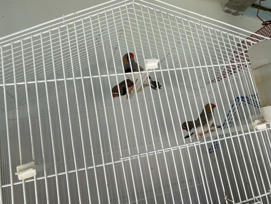 Mandarins de exposição
