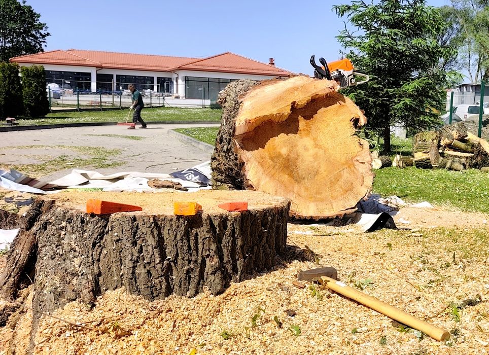 Wycinka Drzew Wadowice | Frezowanie Pni | Zrębkowanie | Mulczowanie | Bezpłatna Wycena | Pielęgnacja Drzew