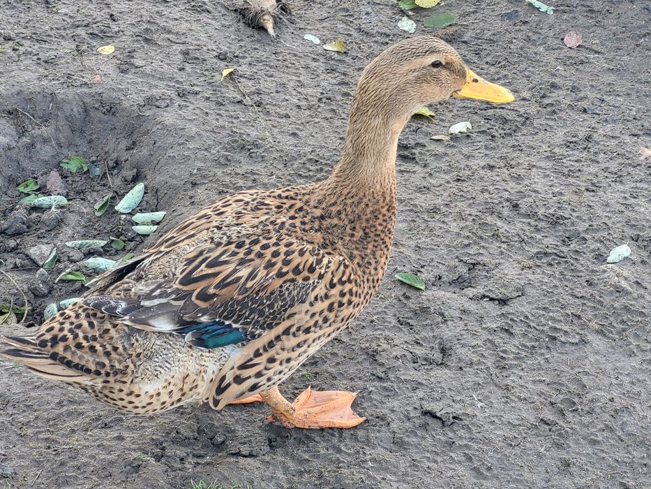 Kaczki różne gatunki.