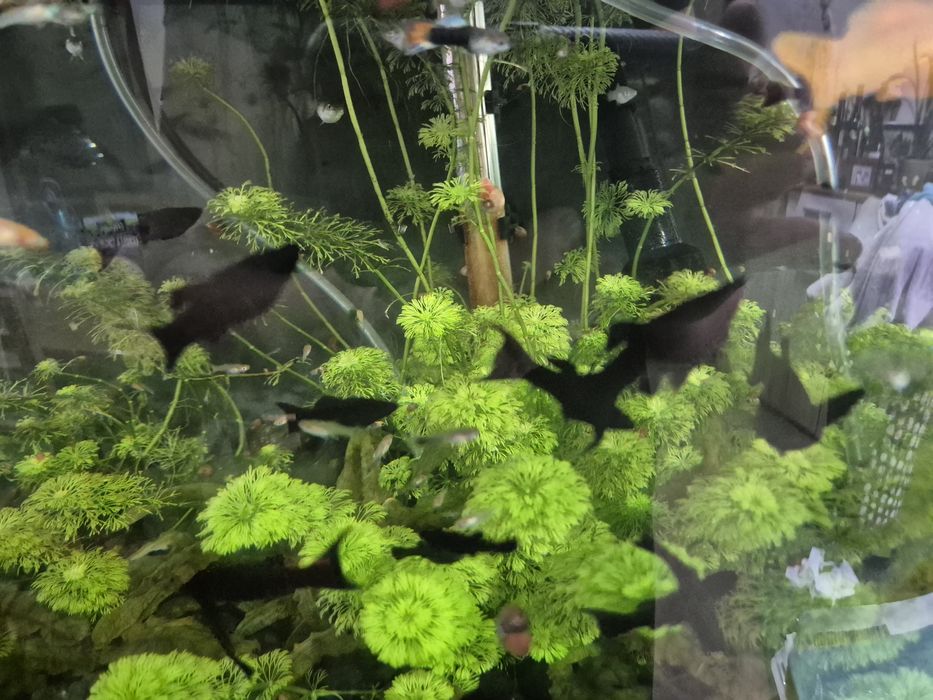 Peixes água quente